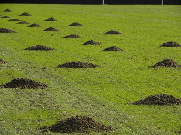 La pelouse du stade Amédée-Domenech de Brive se refait une beauté même si cela n'est pas très évident quand on regarde la photo !